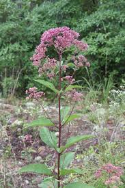 Attēlu rezultāti vaicājumam “Cnidium dubium leaf”
