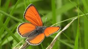 Attēlu rezultāti vaicājumam “Lycaena hippothoe underside”