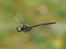 Attēlu rezultāti vaicājumam “Somatochlora flavomaculata”