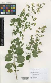 Attēlu rezultāti vaicājumam “Silene baccifera leaf”