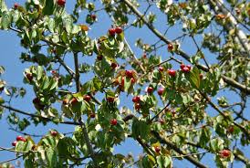 Attēlu rezultāti vaicājumam “Cornus mas fruit”