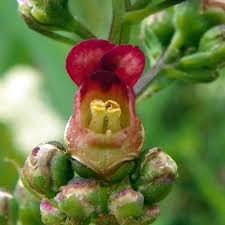 Attēlu rezultāti vaicājumam “Scrophularia nodosa flower”
