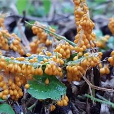 Attēlu rezultāti vaicājumam “Leocarpus fragilis stalked”