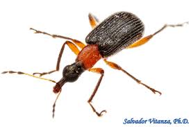 Attēlu rezultāti vaicājumam “Attelabidae”