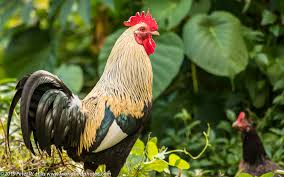 Attēlu rezultāti vaicājumam “Gallus male”