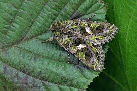 Attēlu rezultāti vaicājumam “Trachea atriplicis”