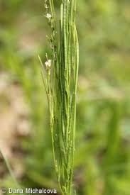 Attēlu rezultāti vaicājumam “Arabis hirsuta fruit”