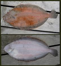 Image result for Glyptocephalus cynoglossus