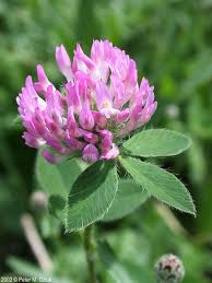 Attēlu rezultāti vaicājumam “Trifolium pratense flower”