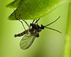 Attēlu rezultāti vaicājumam “Sciaridae”