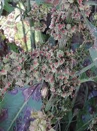Image result for Rumex sanguineum