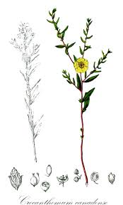 Attēlu rezultāti vaicājumam “Cistaceae”