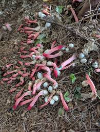 Attēlu rezultāti vaicājumam “Mutinus ravenelii”