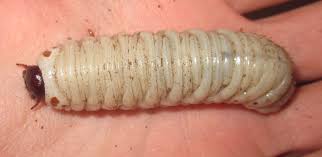 Attēlu rezultāti vaicājumam “Anthrenus sp. larva”