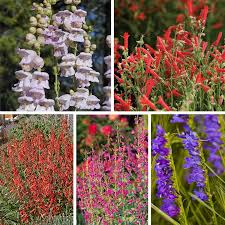 Image result for Penstemon