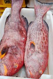 Image result for Mycteroperca venenosa