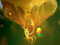 Attēlu rezultāti vaicājumam “Aphodius sp. imago”