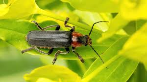 Attēlu rezultāti vaicājumam “Cantharis fusca larva”