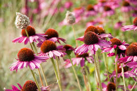 Image result for roter Sonnenhut