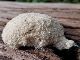 Attēlu rezultāti vaicājumam “Symphytocarpus flaccidus sessile”