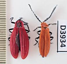 Attēlu rezultāti vaicājumam “Lycidae”