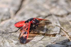 Attēlu rezultāti vaicājumam “Caenolyda reticulata”