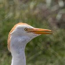 Attēlu rezultāti vaicājumam “Bubulcus ibis”