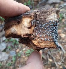 Attēlu rezultāti vaicājumam “Physarum compressum”