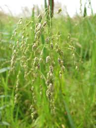 Attēlu rezultāti vaicājumam “Glyceria lithuanica”