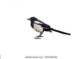 Attēlu rezultāti vaicājumam “Pica pica adult”