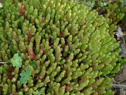 Attēlu rezultāti vaicājumam “Sedum acre leaf”