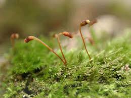 Attēlu rezultāti vaicājumam “Rhabdoweisia fugax sporophyte”