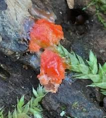 Attēlu rezultāti vaicājumam “Diderma subviridifuscum var. macrospora* sessile”