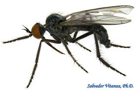 Attēlu rezultāti vaicājumam “Empididae”