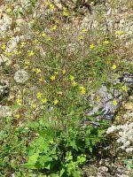 Attēlu rezultāti vaicājumam “Mycelis muralis”