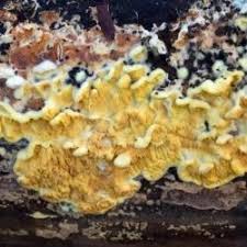 Attēlu rezultāti vaicājumam “Pseudomerulius aureus”