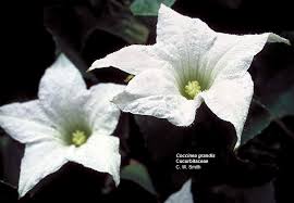 Attēlu rezultāti vaicājumam “Cucurbitaceae”