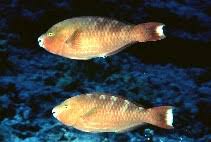 Image result for Scarus zelindae