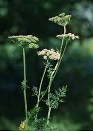 Attēlu rezultāti vaicājumam “Selinum carvifolia”