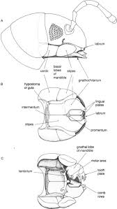 Attēlu rezultāti vaicājumam “Craspedosoma rawlinsi”