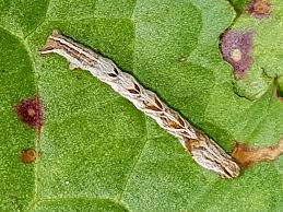 Attēlu rezultāti vaicājumam “Timandra comae”