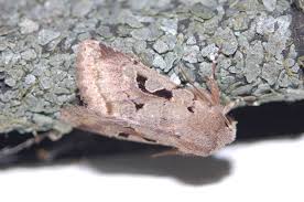 Attēlu rezultāti vaicājumam “Orthosia gothica”