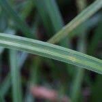 Attēlu rezultāti vaicājumam “Carex pilosa leaf”