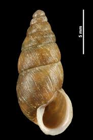 Attēlu rezultāti vaicājumam “Ena montana”