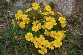 Attēlu rezultāti vaicājumam “Potentilla reptans flower”