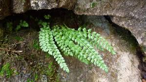 Attēlu rezultāti vaicājumam “Asplenium viride”