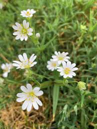 Attēlu rezultāti vaicājumam “Stellaria holostea flower”