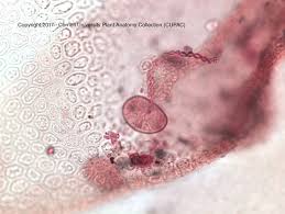 Attēlu rezultāti vaicājumam “Radula complanata sporophyte”