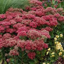 Attēlu rezultāti vaicājumam “Sedum pallidum bud”