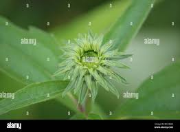 Attēlu rezultāti vaicājumam “Echinacea purpurea bud”
